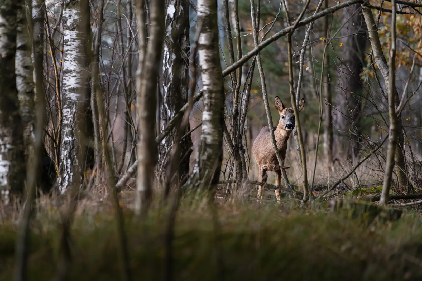 Deer at Huis ter Heide